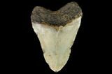 Fossil Megalodon Tooth - North Carolina #124347-2